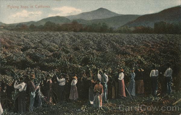 Picking Hops in California