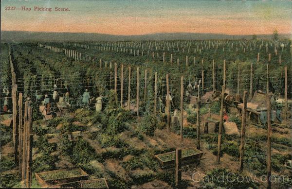 Hop Picking Scene California