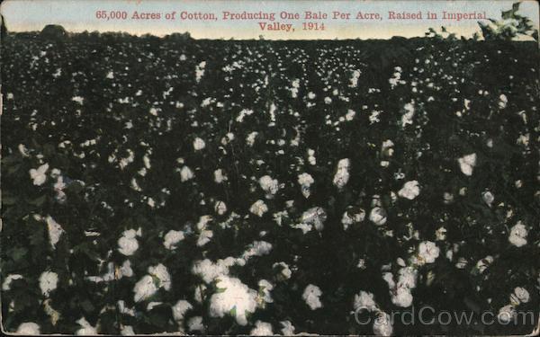 65,000 Acres of Cotton, Imperial Valley 1914 California