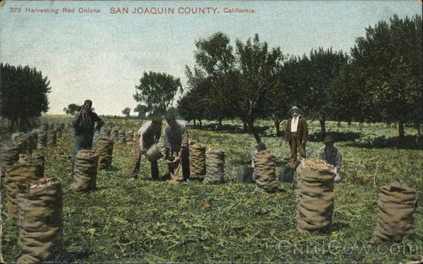 Harvesting Red Onions - San Joaquin County California