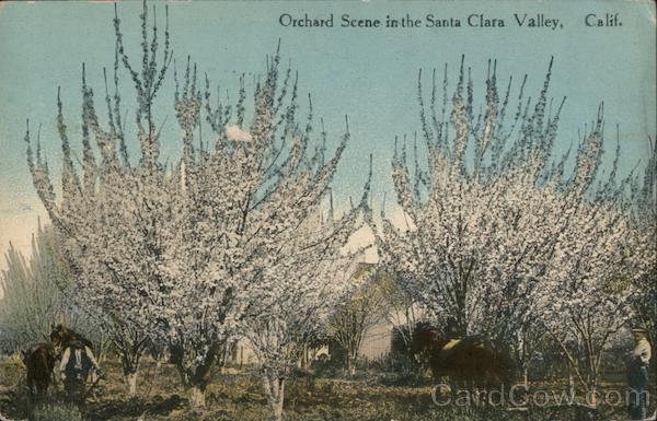 Orchard Scene in the Santa Clara Valley California