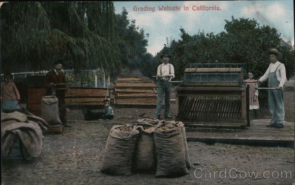 Grading Walnuts in California