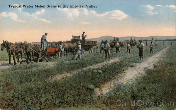 Typical Water Melon Scene in the Imperial Valley California