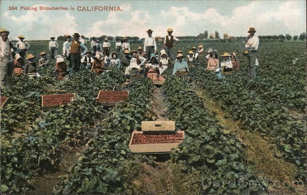 Picking Strawberries in California