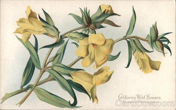 Yellow Monkey Flower - California Wild Flowers