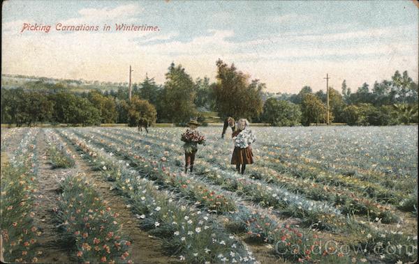 Picking Carnations in Wintertime California