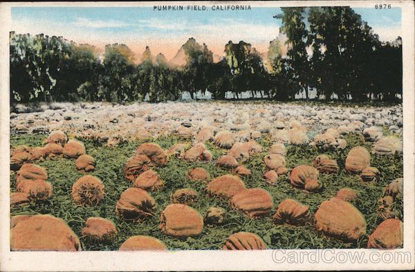 Pumpkin Field California