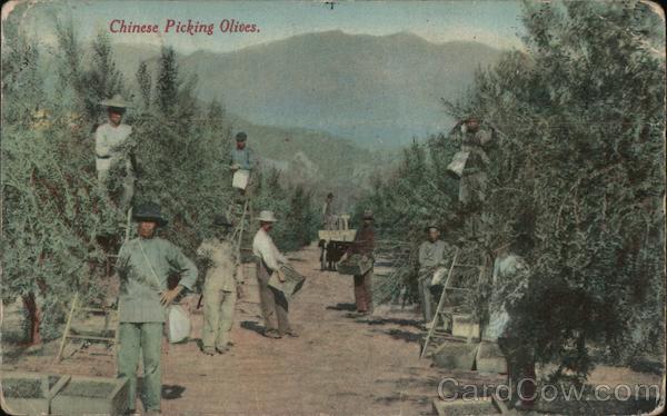 Chinese Picking Olives California