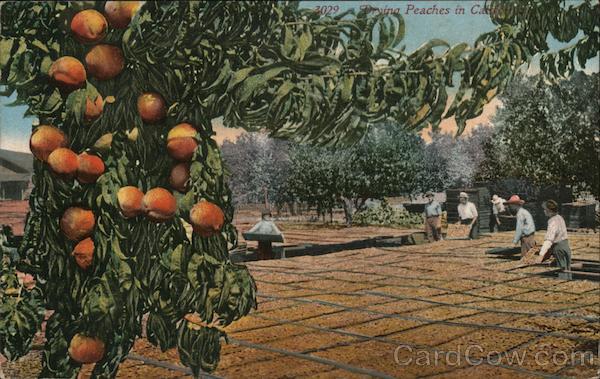 Drying Peaches in California