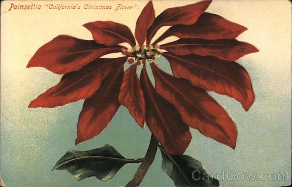 Poinsettia California's Christmas Flower