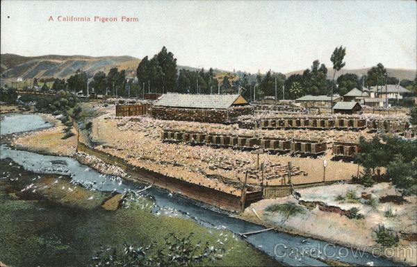 A California Pigeon Farm