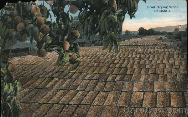 Fruit Drying Scene, California
