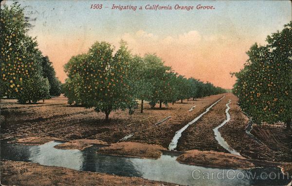 Irrigating a California Orange Grove