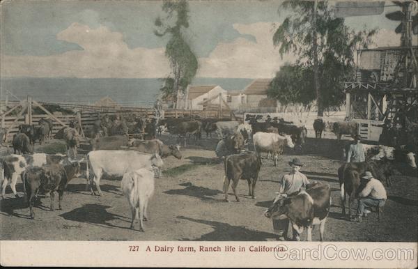 A Diary farm, Ranch life in California