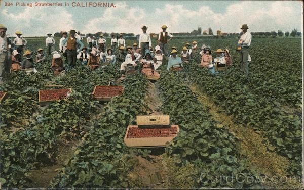 Picking Strawberries California
