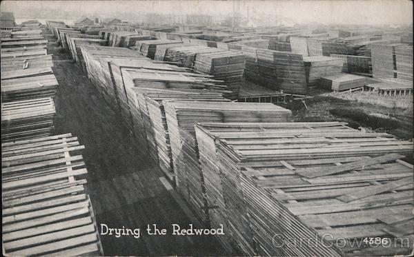 Drying the Redwood California