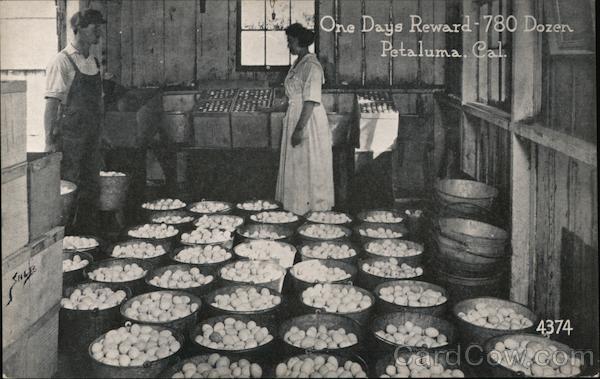 One Days Reward - 780 Dozen Eggs Petaluma California