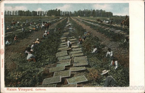 Raisin Vineyard California