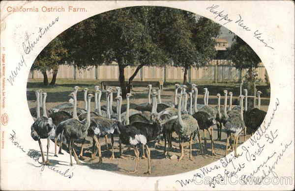 California Ostrich Farm