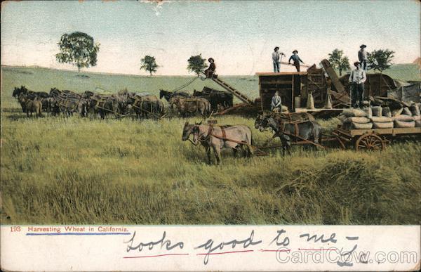 Harvesting Wheat in California