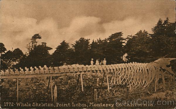 Whale Skeleton, Point Lobos Monterey California