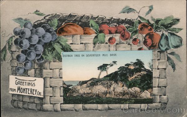 Ostrich Tree on Seventeen Mile Drive Monterey California