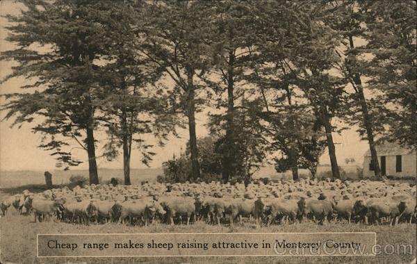 Cheap Range Makes Sheep Raising Attractive Monterey California