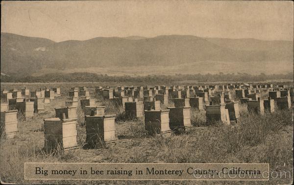 Big Money in Bee Raising In Monterey County California