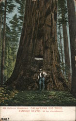 California Wonderland Calavaras Big Tree Empire State 94 Feet Circumference Postcard