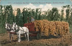 A California Hop Field - Road of a Thousand Wonders - Southern Pacific Postcard