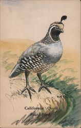 California Quail - State Bird Postcard