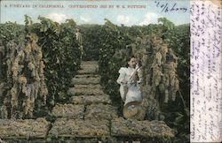 A Vineyard in California Postcard