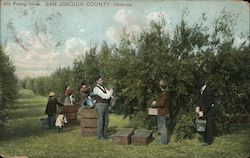 Picking Olives, San Joaquin County Postcard
