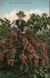 Tokay Grapes in California Postcard