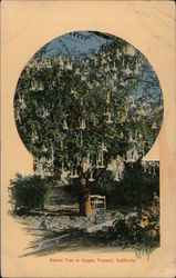 Datura Tree or Angels Trumpet Postcard