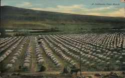 A California Fruit Ranch Postcard