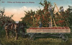 Picking and Hauling Apples for Shipping Fruit Postcard Postcard Postcard