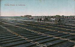 Drying Prunes in California Postcard