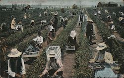 Picking Dewberries in California Postcard