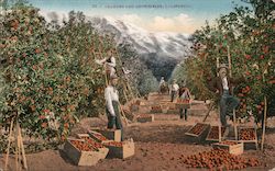 Orange and Snowfields Postcard