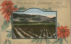 Orange Grove Near Foothills The Seasons Greetings From California Postcard