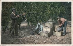Picking Prunes in California Postcard