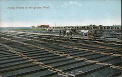 Drying Prunes in the Golden West Postcard