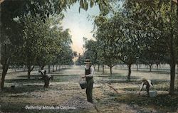 Walnut Harvest, California Postcard