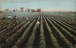 Celery Fields Postcard