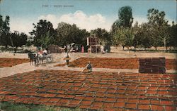 Fruit Drying Postcard