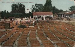 Peach Drying in California Postcard
