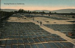 Drying Prunes in California Postcard
