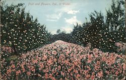 Fruit and Flower, Cal. in Winter Postcard