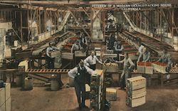 Interior of a Modern Orange Packing House Postcard